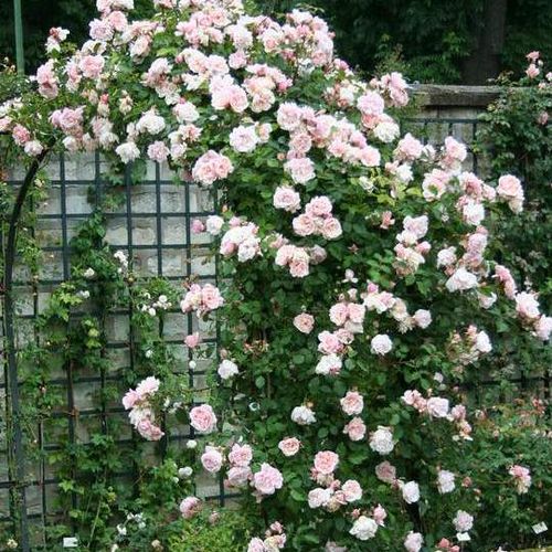 Roz somon - Trandafir copac cu trunchi înalt - cu flori mărunți - coroană curgătoare